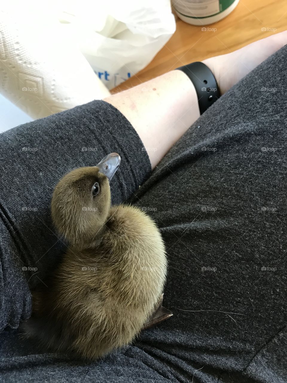 Duckling