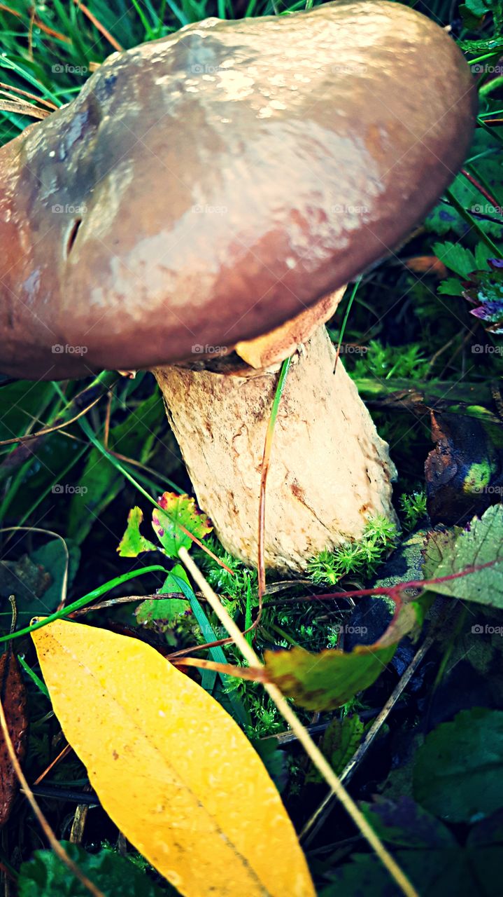 No Person, Nature, Fall, Wood, Leaf