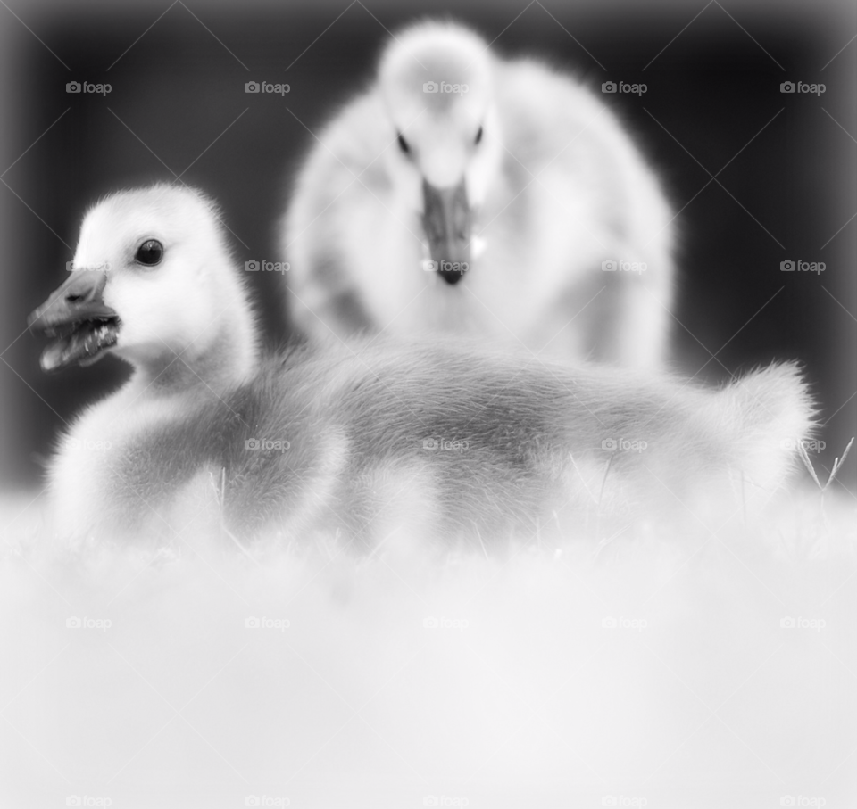 innocent goslings baby birds baby geese by lightanddrawing