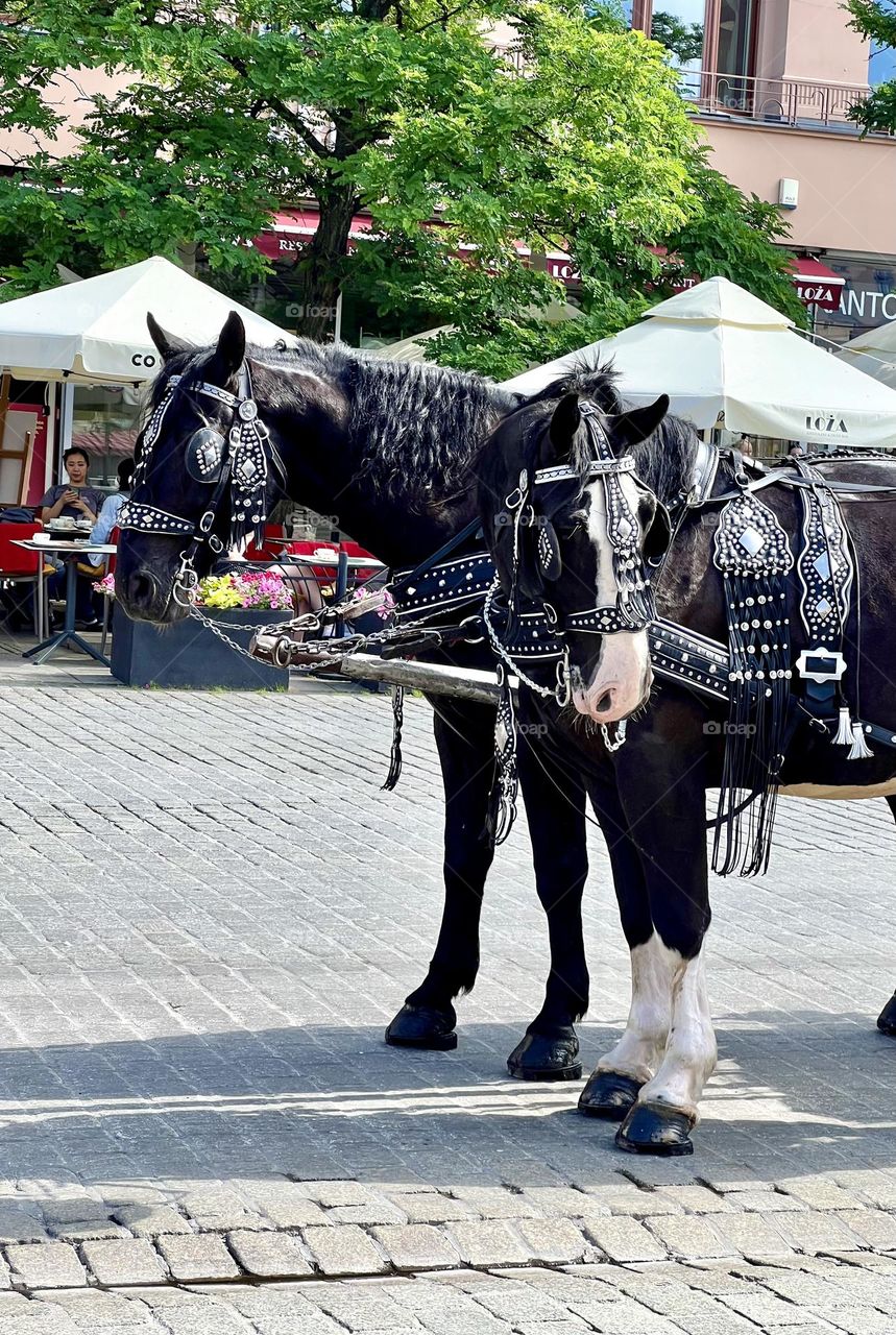 Two black horses in a harness on the street of Krakow