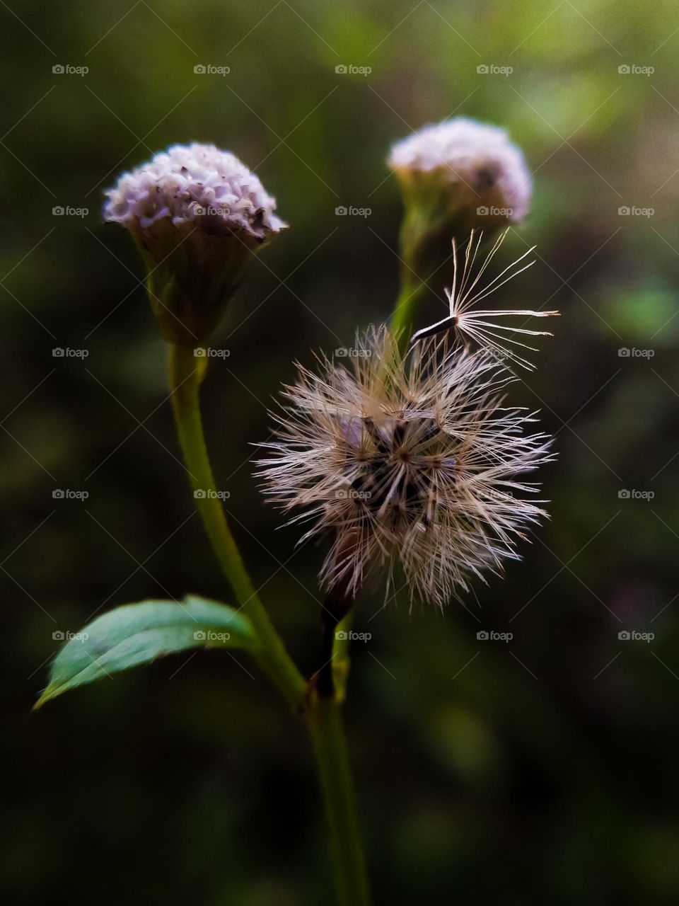 hairy grass in the light