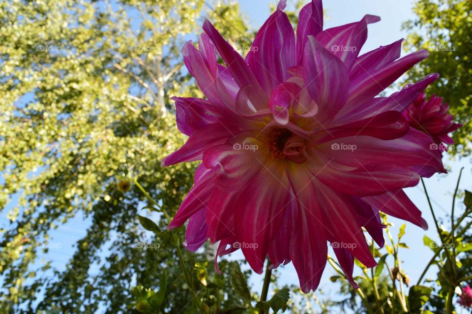 Close-up of flower