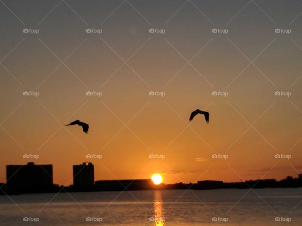 sunset flying birds
