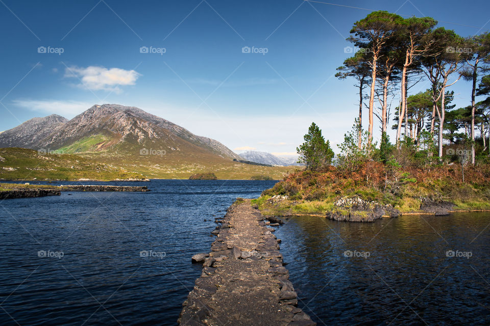 Pine Island at Connemara, Ireland