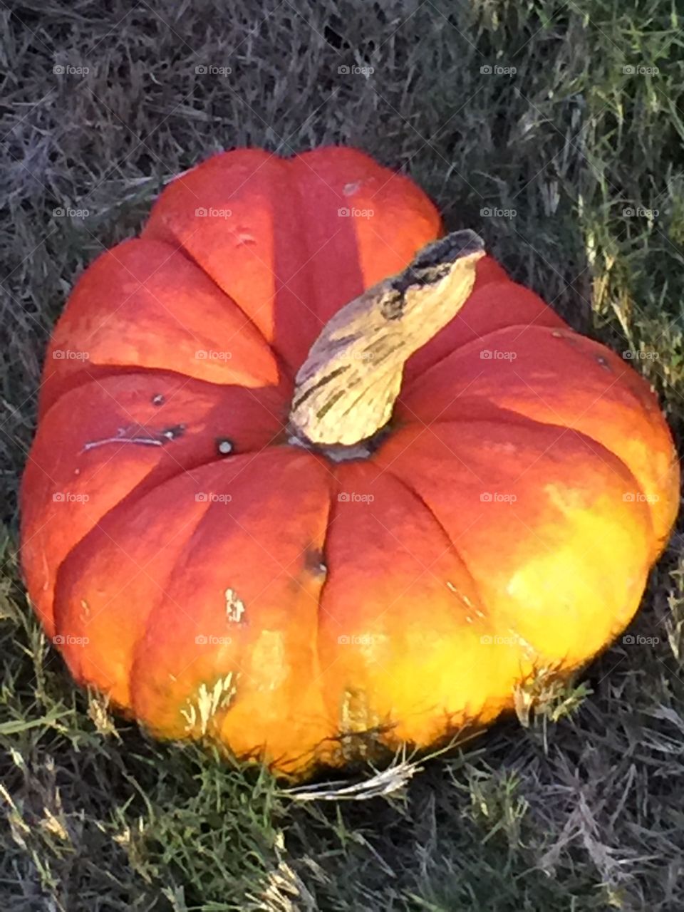 Ombré pumpkin