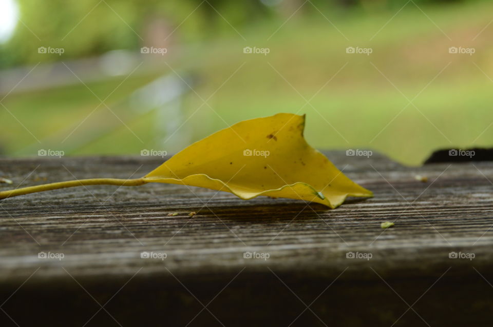 Bright yellow spring leaf with blurred background.