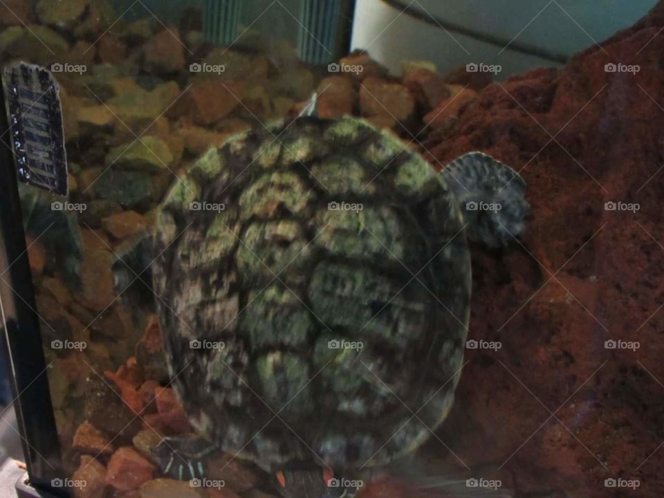 Turtle