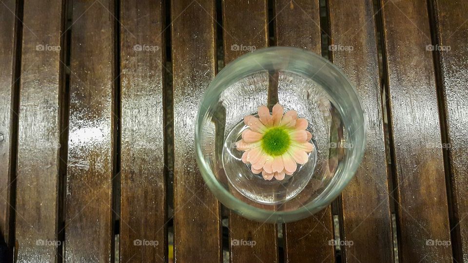 daisy in the glass