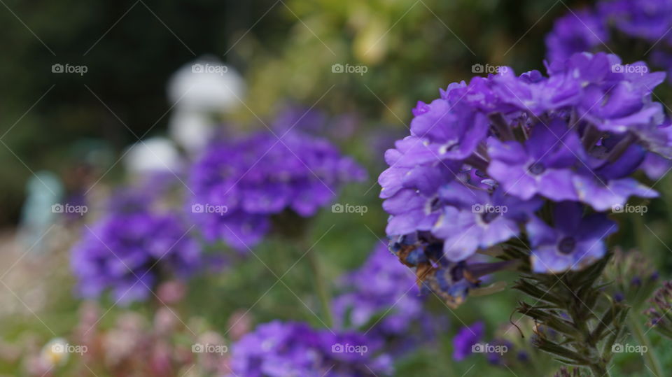 Purple Flower Garden...