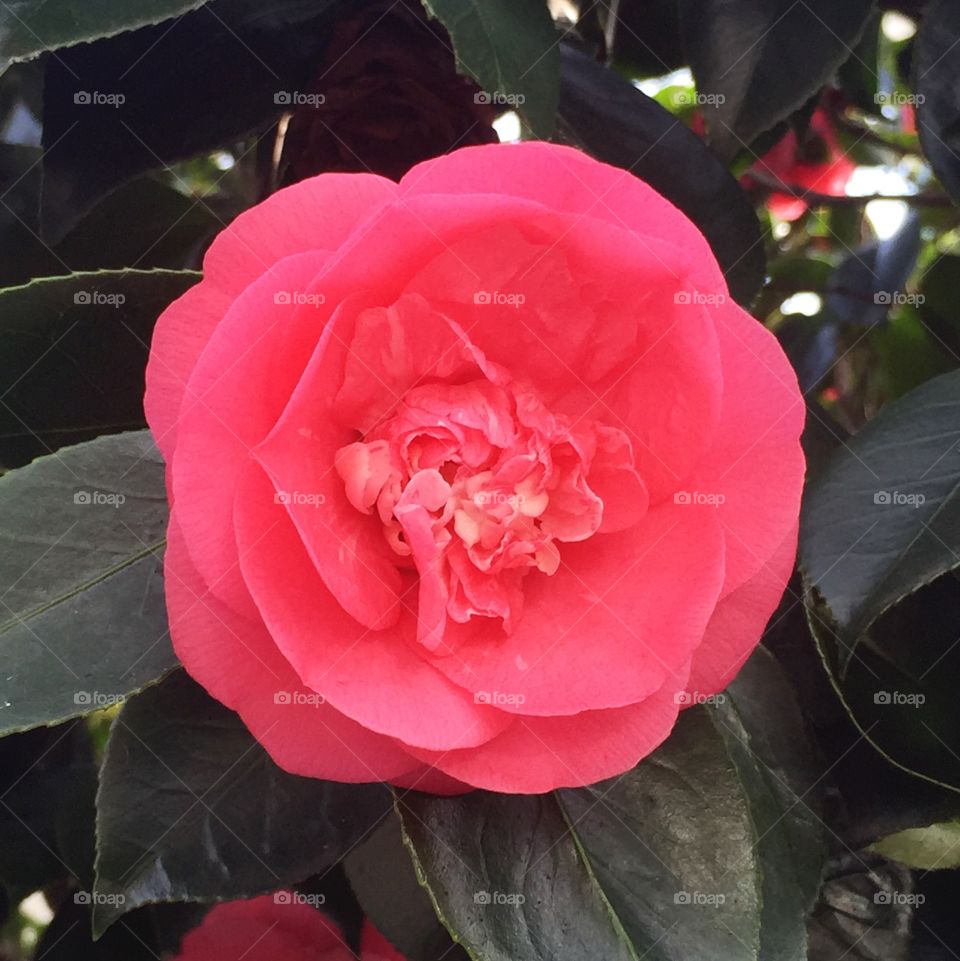 Kramer's Supreme camellia