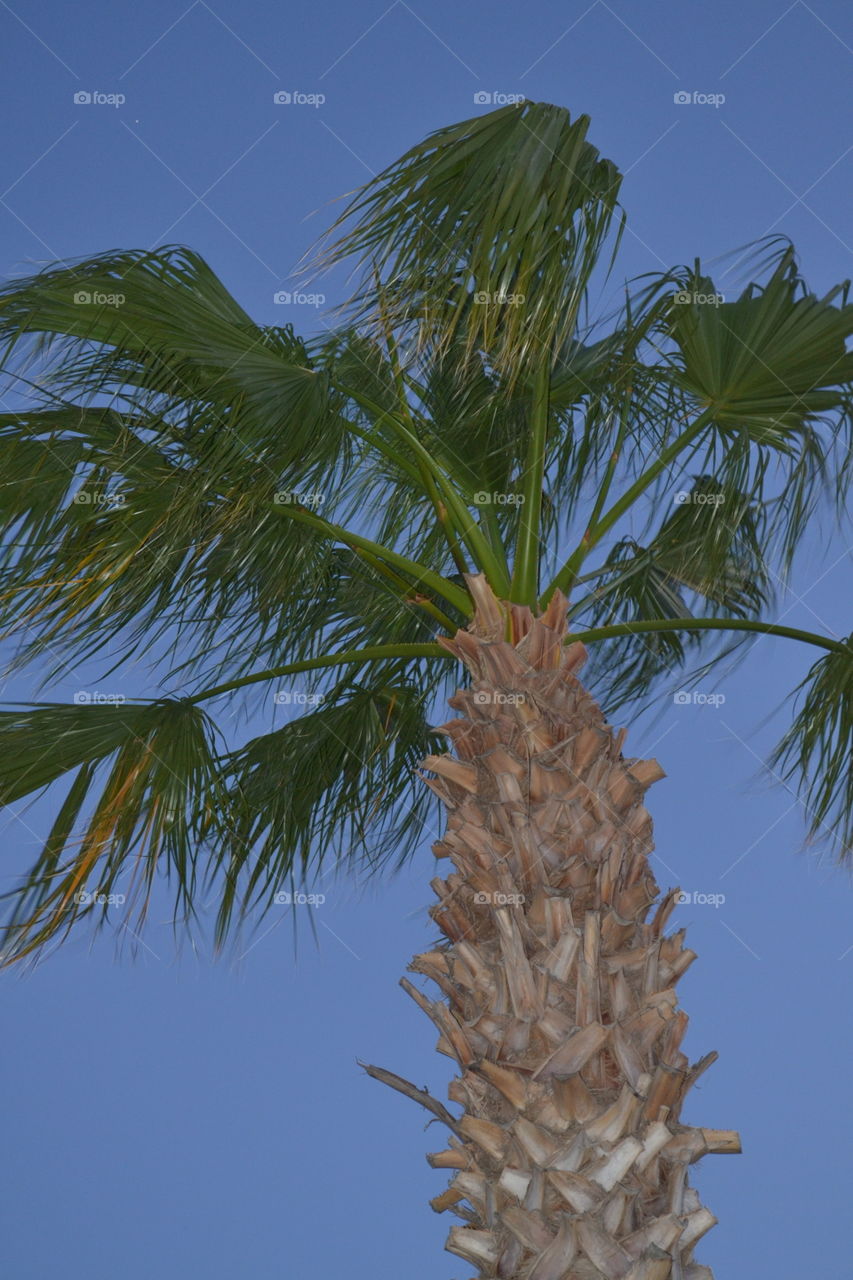 palm