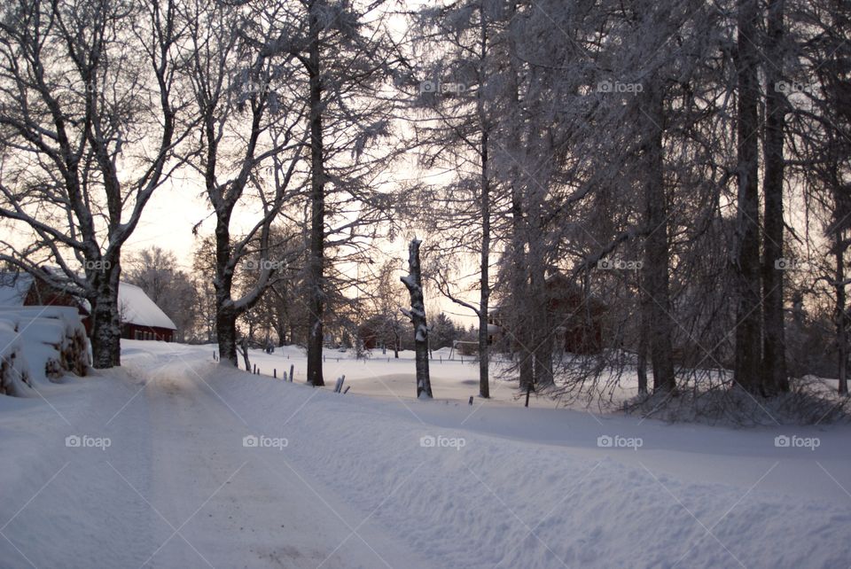 Winter, Snow, Tree, Cold, Landscape