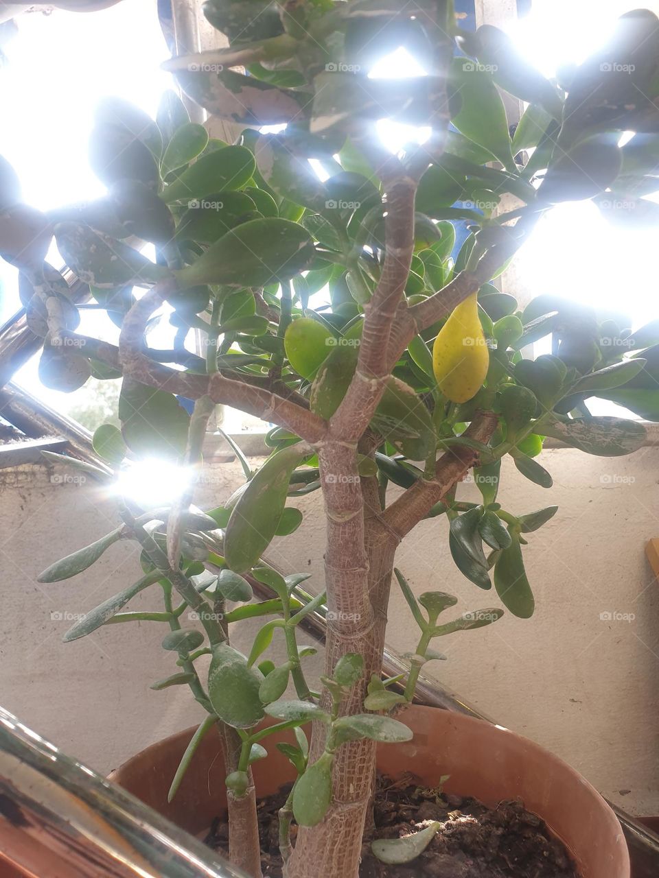 spring is coming, it is coming to heal, to give more life and more color