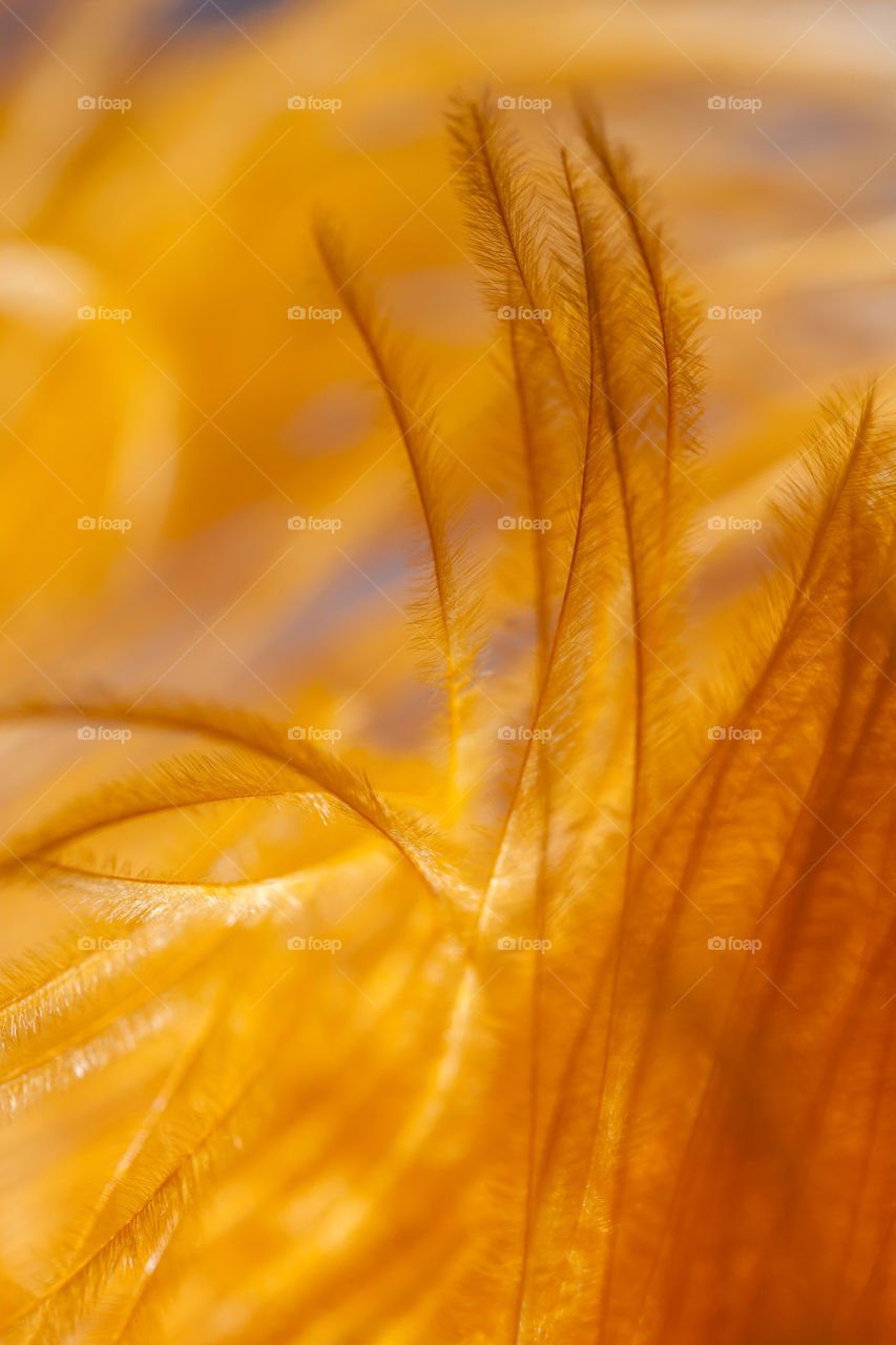 Macro of feather