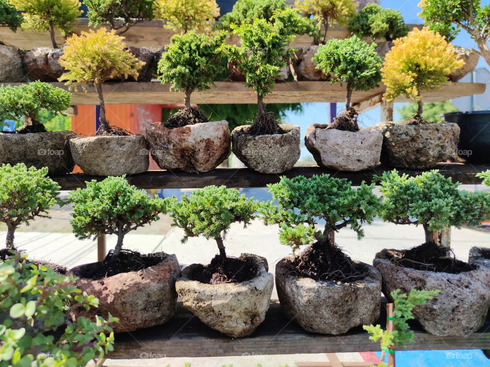 Some bonsai trees exposed in the street