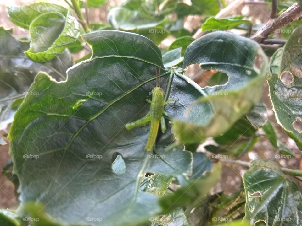 grasshopper on the leaf
