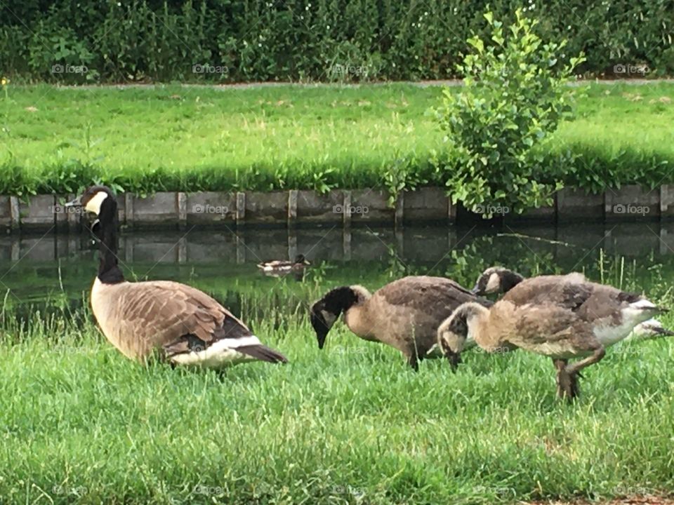 Mother with almost grown young 