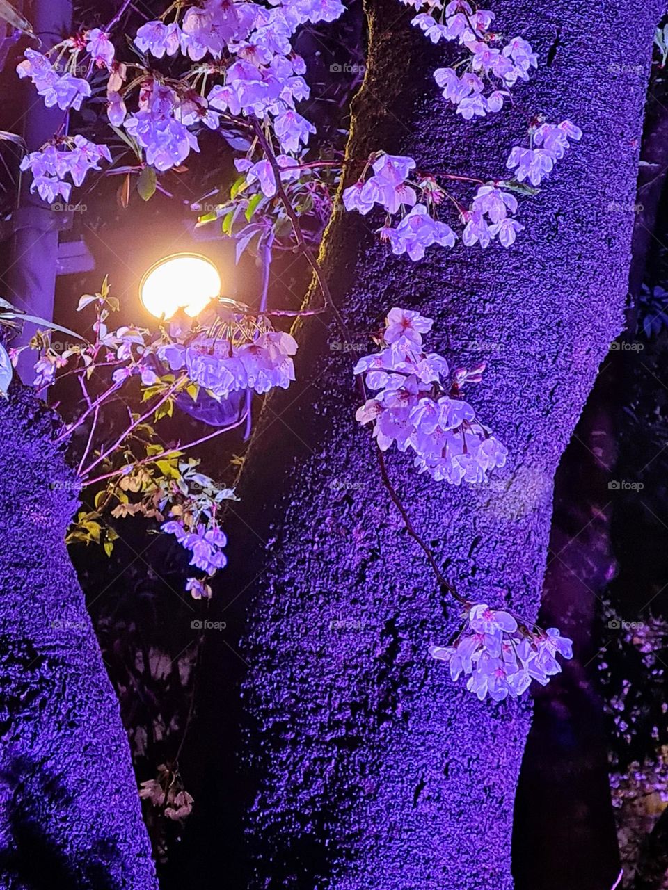 Sakura Blooms Tokyo