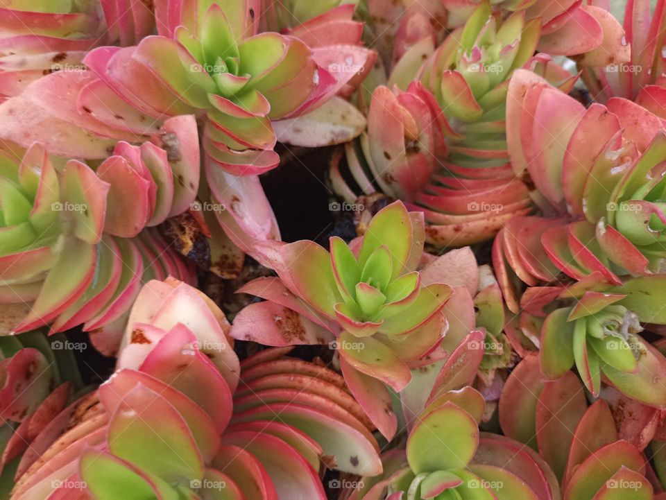 Pink and green florets