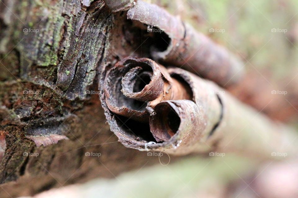 Tree bark