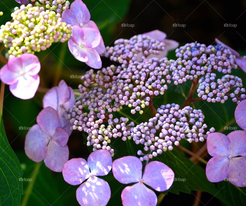 Purple Hydrangea 