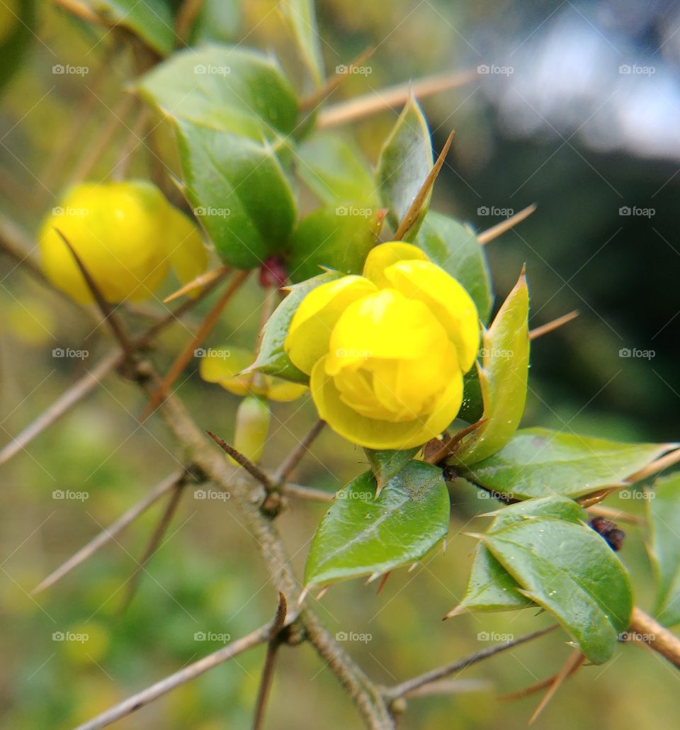 flower gelb yellow Blumen blühen Frühling