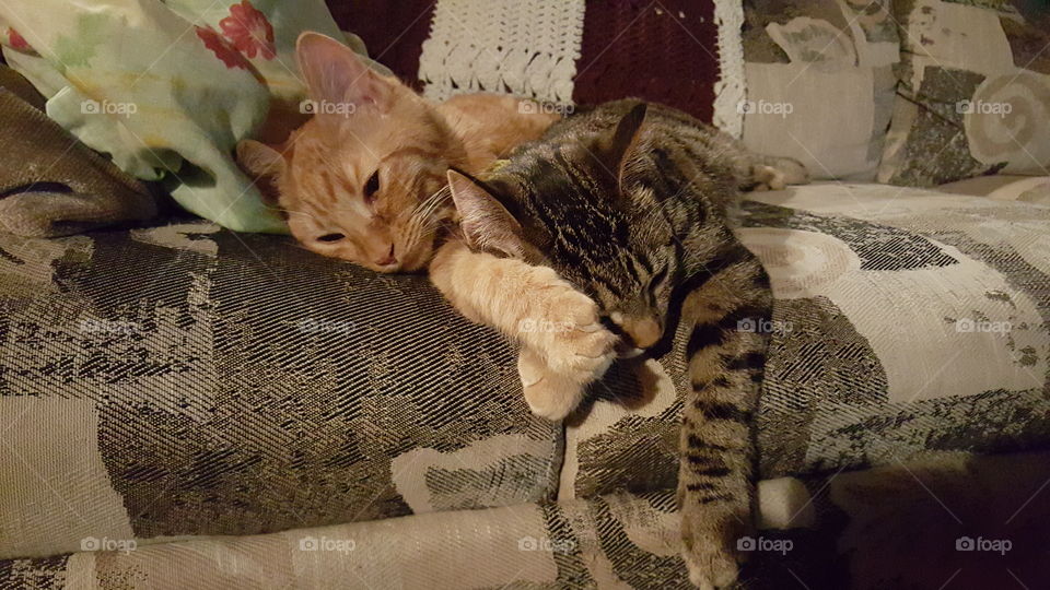 these "brothers" were adopted together and are the best of friends