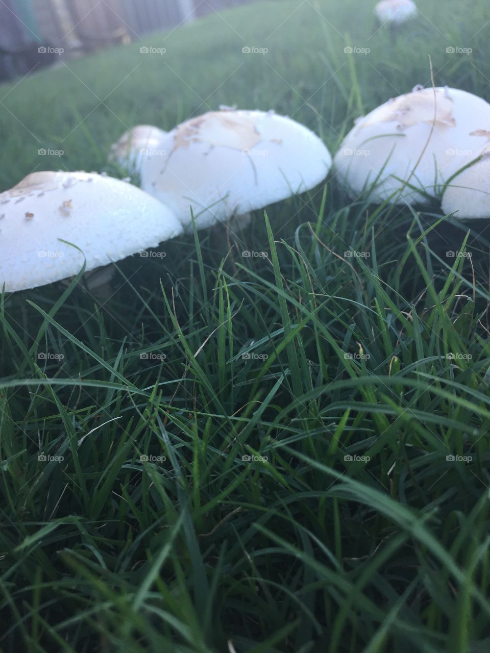 Nature picture of mushrooms 🍄 