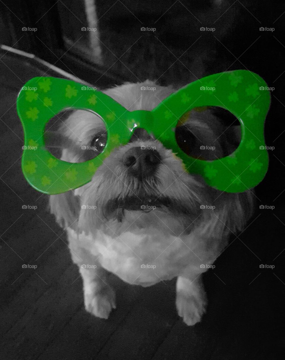 ST Patrick's Pup