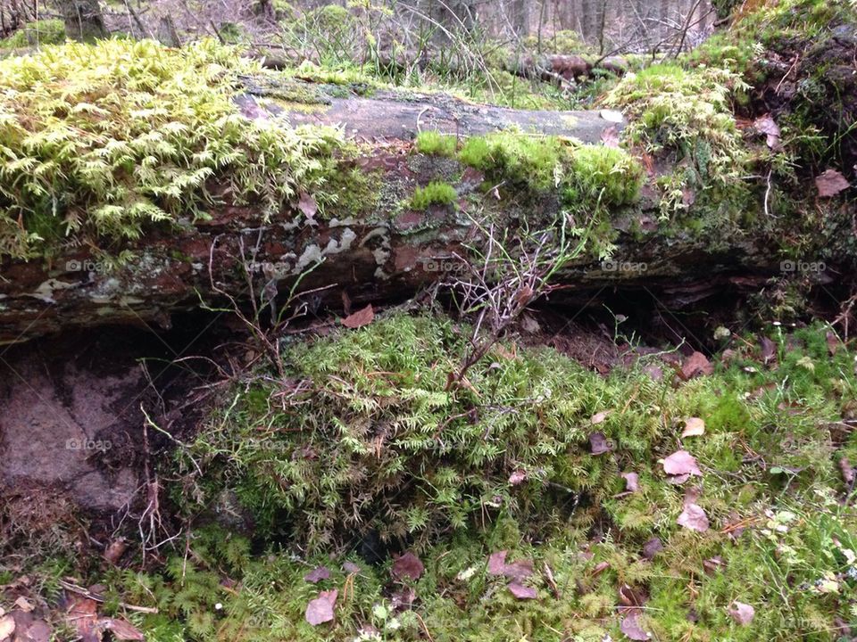 Rock and fallen tree covered in moss