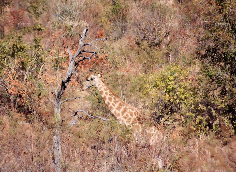 Giraffe camouflage in the autumn trees, grass, and bushes