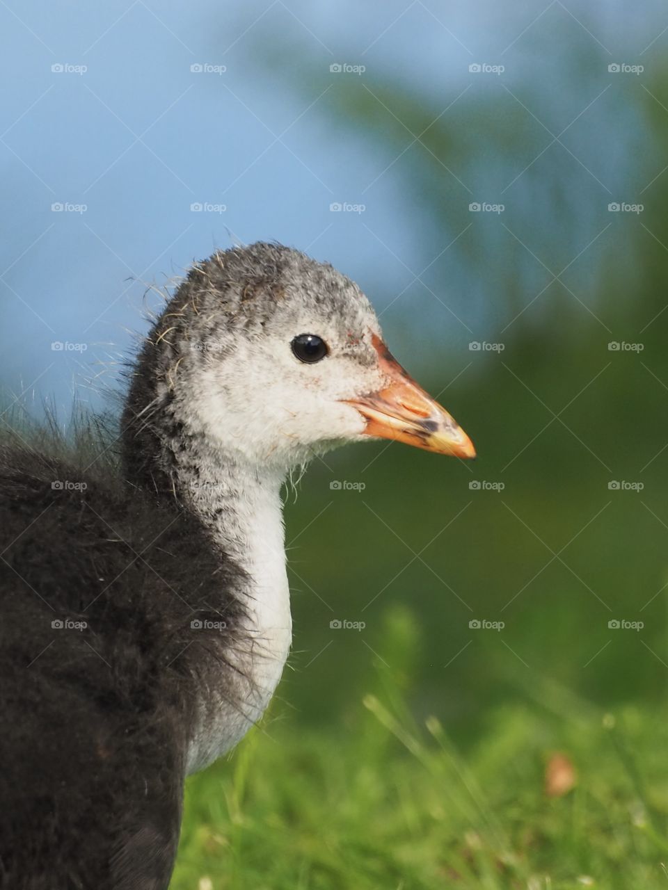 Coot youngster