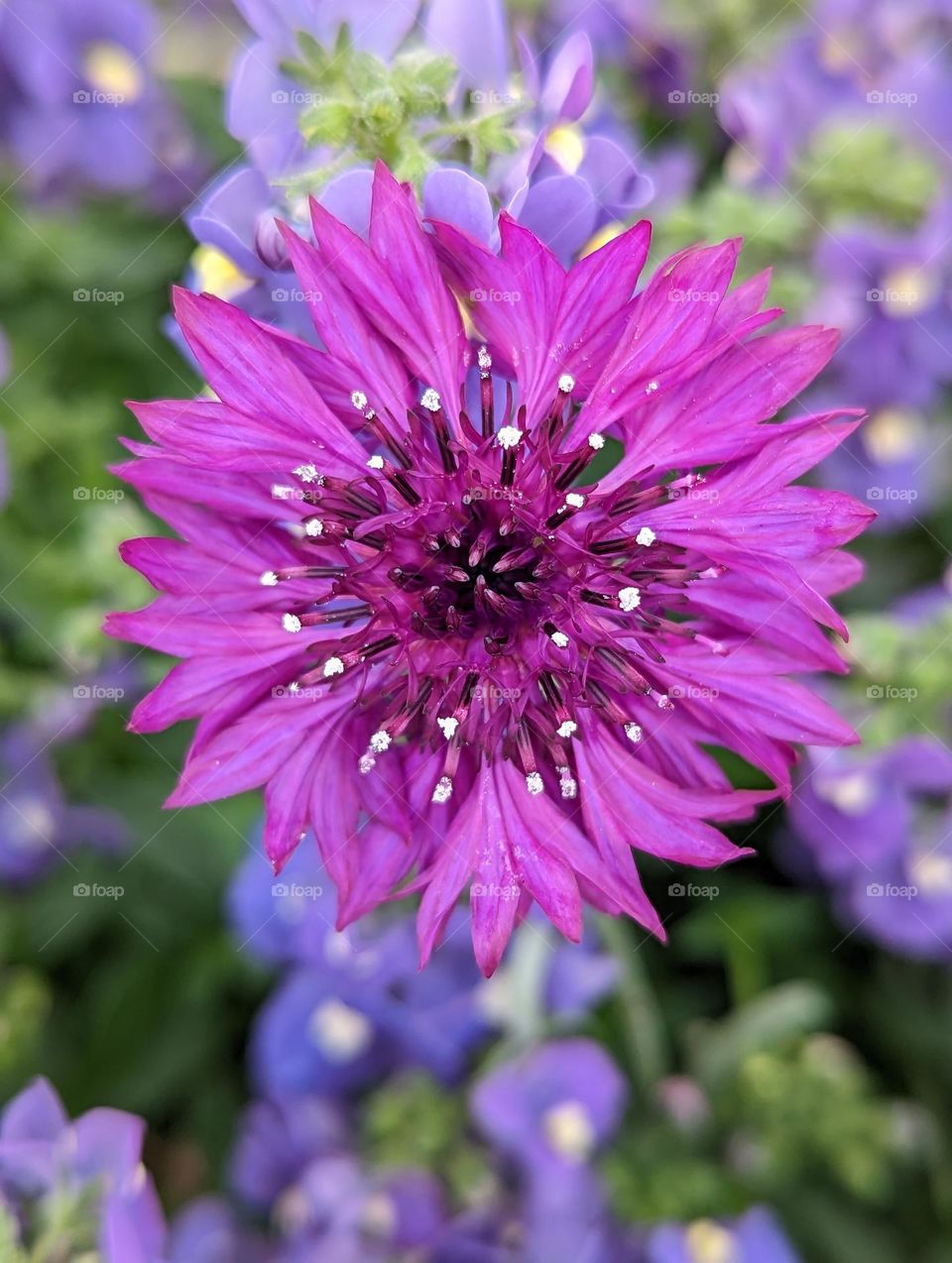 scabiosa