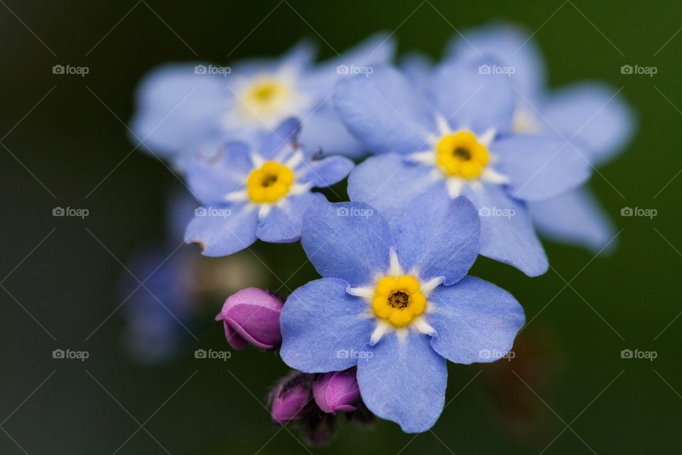 A close up image of a small purple flowers called forget me nots.