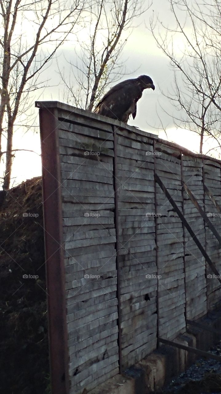 Young bald eagle on the farm.