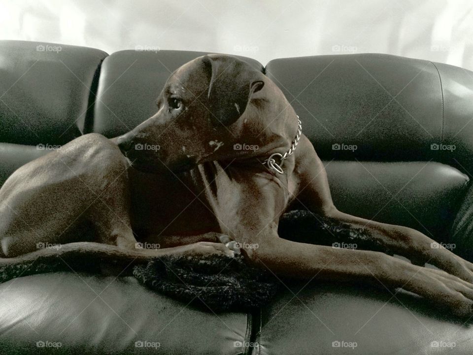 Rhodesian Ridgeback Guide to relaxing in camouflage