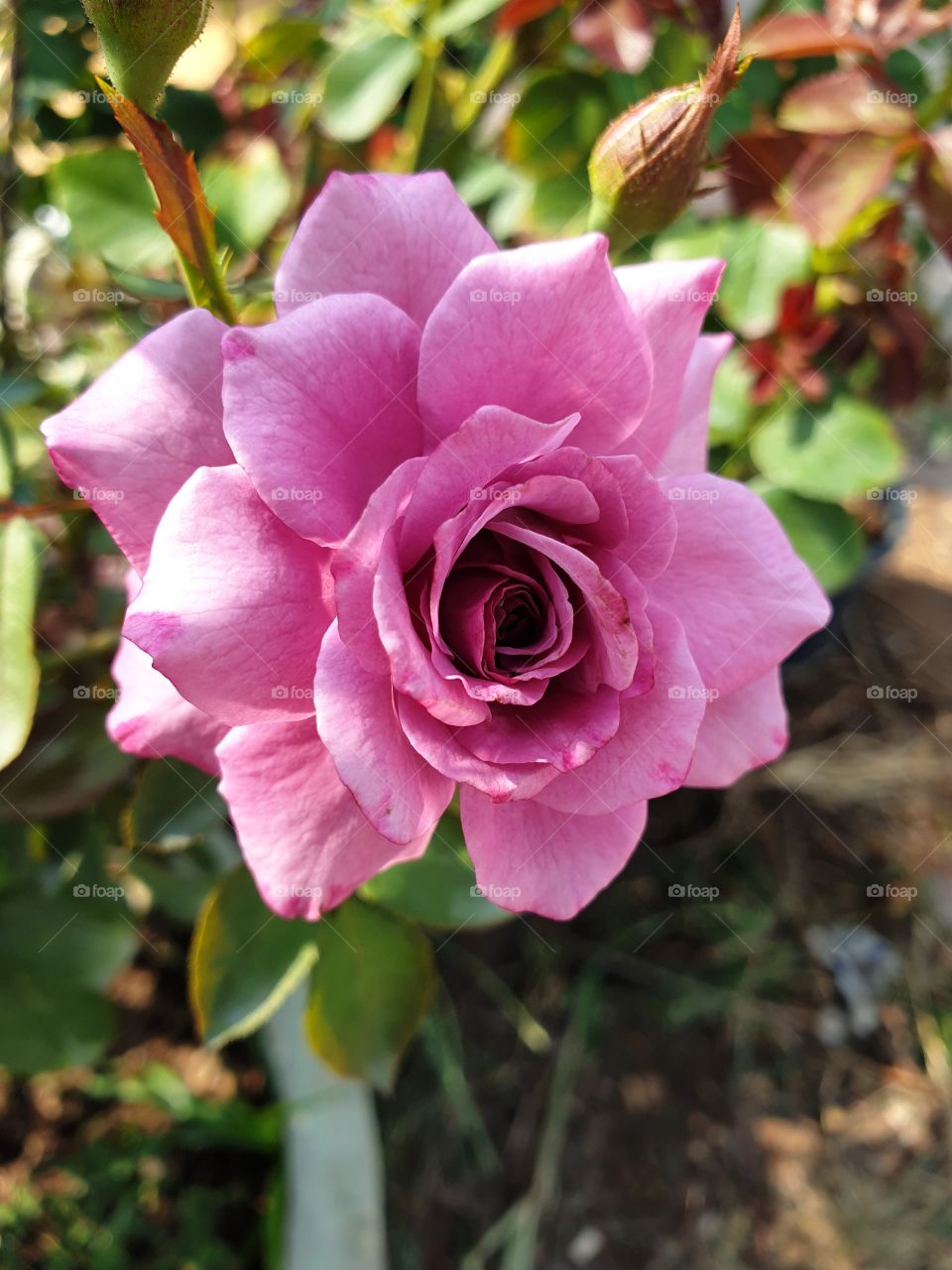 the beautiful rose