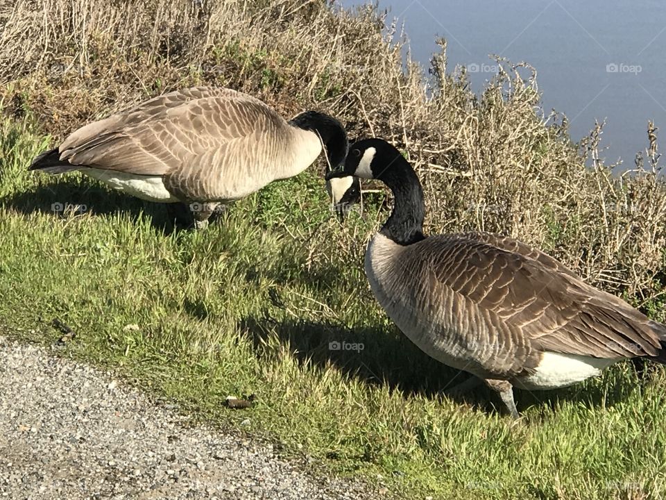 Canadian Geese 