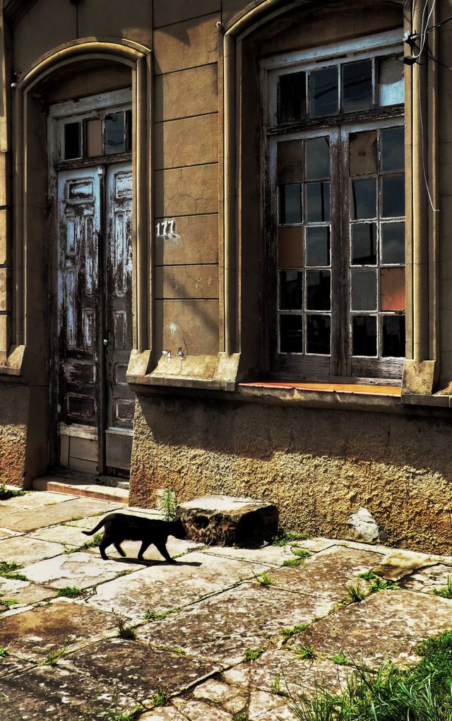 The cat