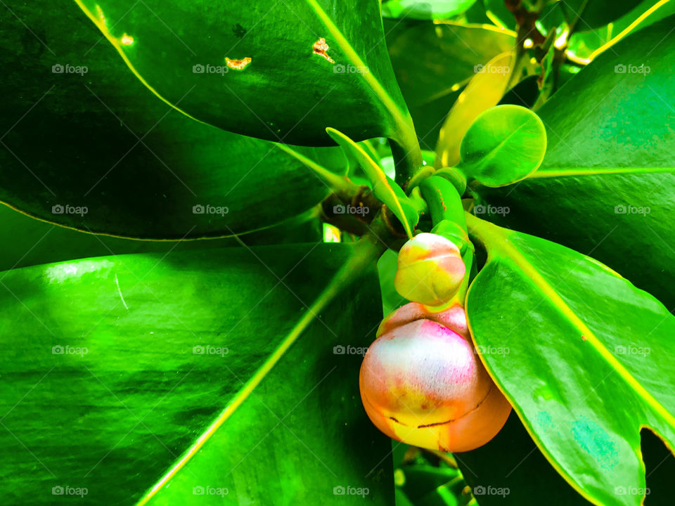 Budding autograph tree