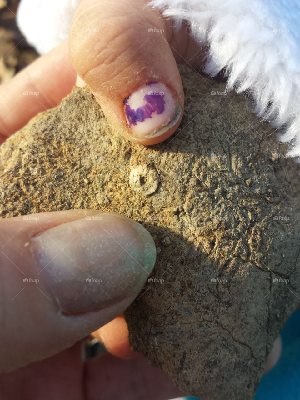 amateur paleontologist