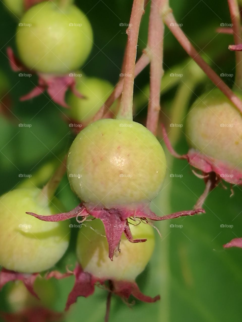 Hanging Berries