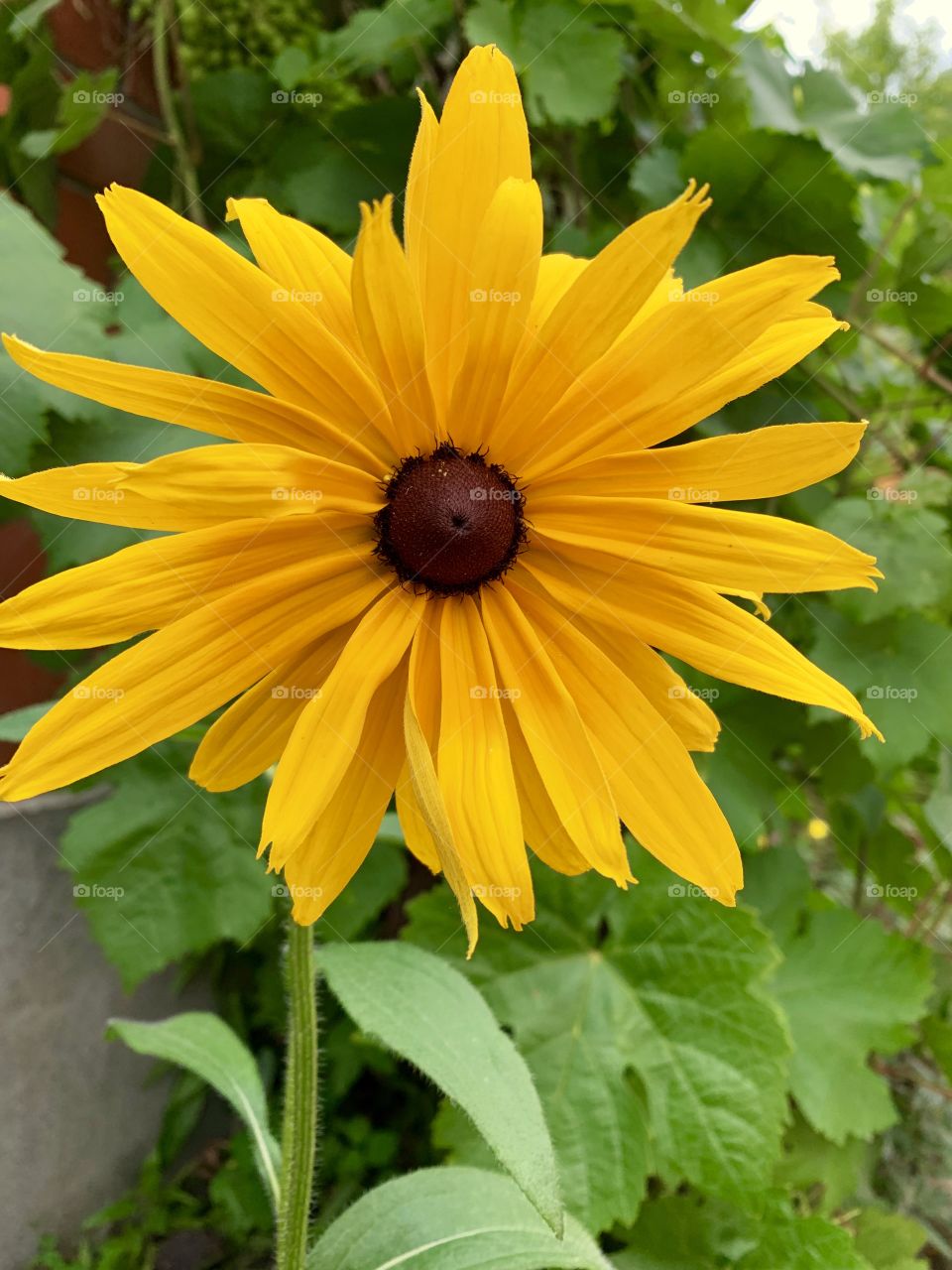 Yellow flowers on a background of green foliage