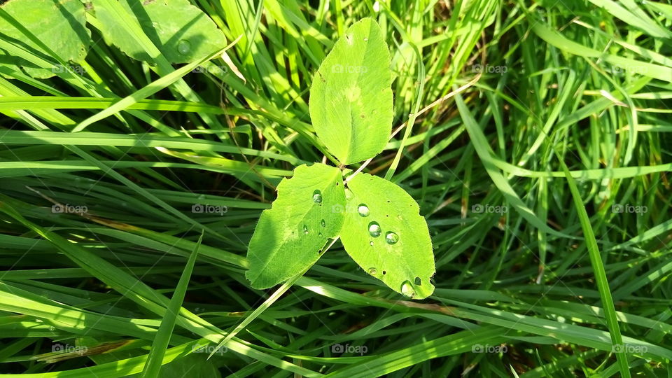 флора.роса.капельки.зеленый.трава.