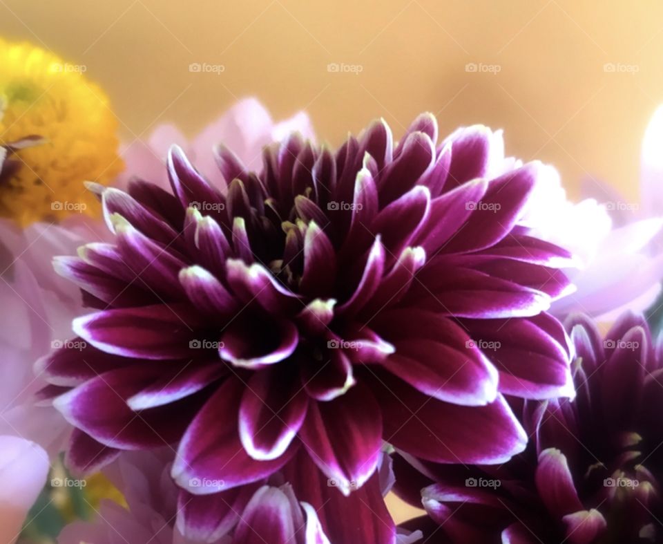 Beautiful purple and white trimmed flower with yellow background. 