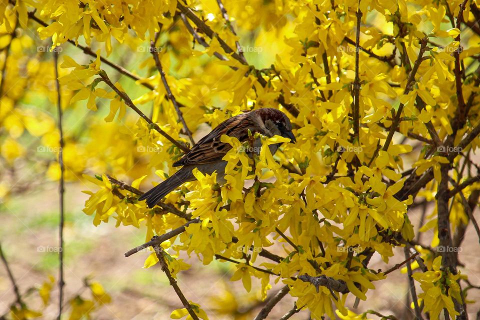 A sparrow at the yellow flowers