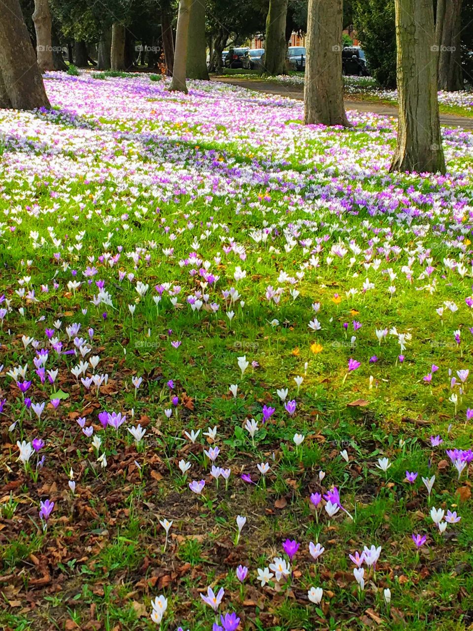 A carpet of mainly purple, pink and white crocus with an odd random yellow one here and there reaching for the sun .. Spring has arrived in my home town .. Every year these Crocus multiply .. beautiful sight to see and you know it’s Spring 🌷