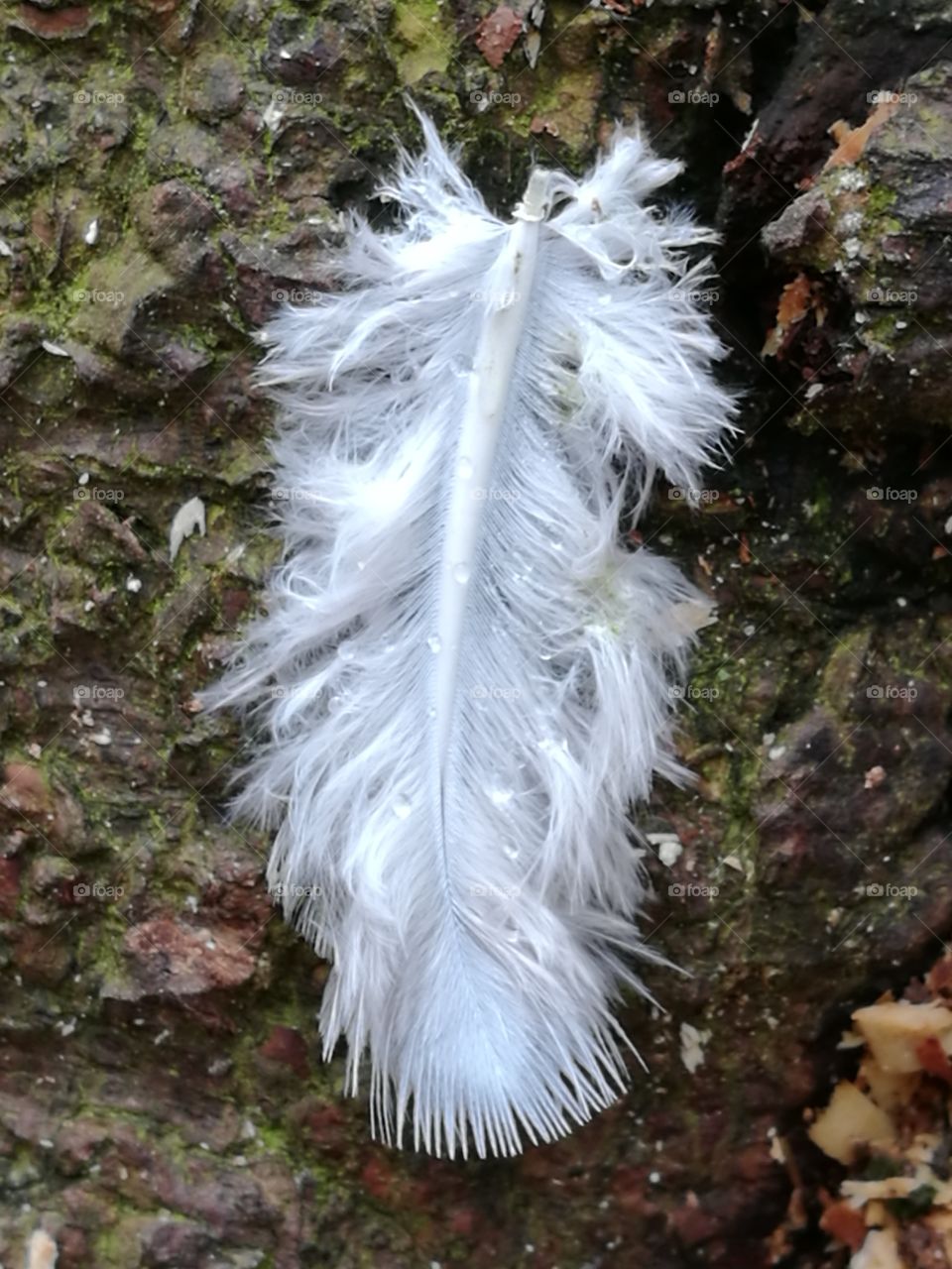 Feather On Treestump