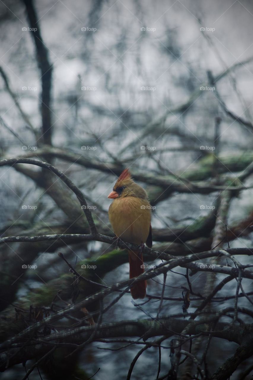 Closeup of a female Northern Cardinal bird perched on a bare branch. The day is cloudy and cold and she is the only spot of color.