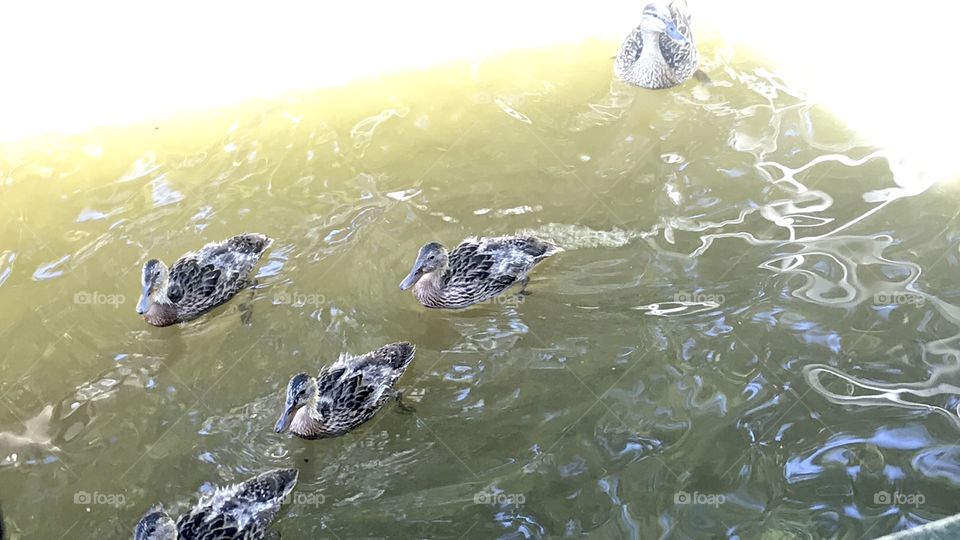 Gorgeous family of resident ducks out for a swim on the beautiful sunny day at the beach!